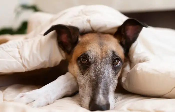 jumbo pets seo case study